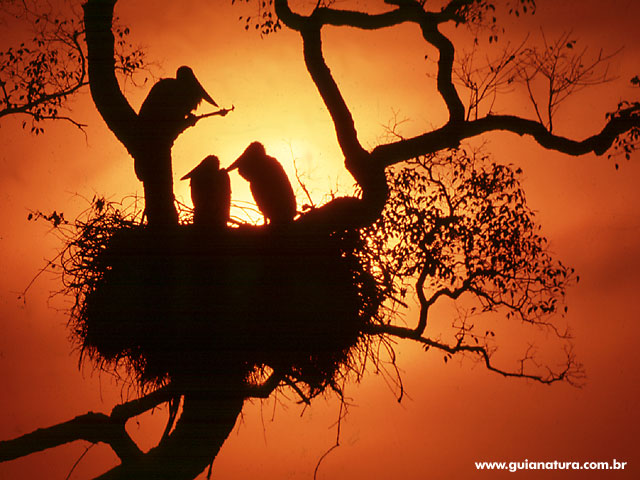 [ninho_de_jaburu[1].jpg]